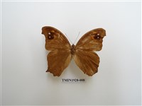 藏品(暮眼蝶)的圖片